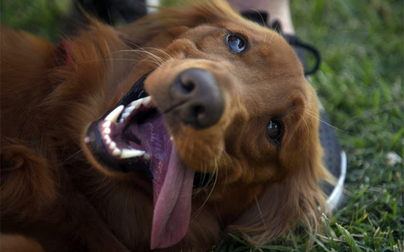 Come funziona davvero la pet therapy?